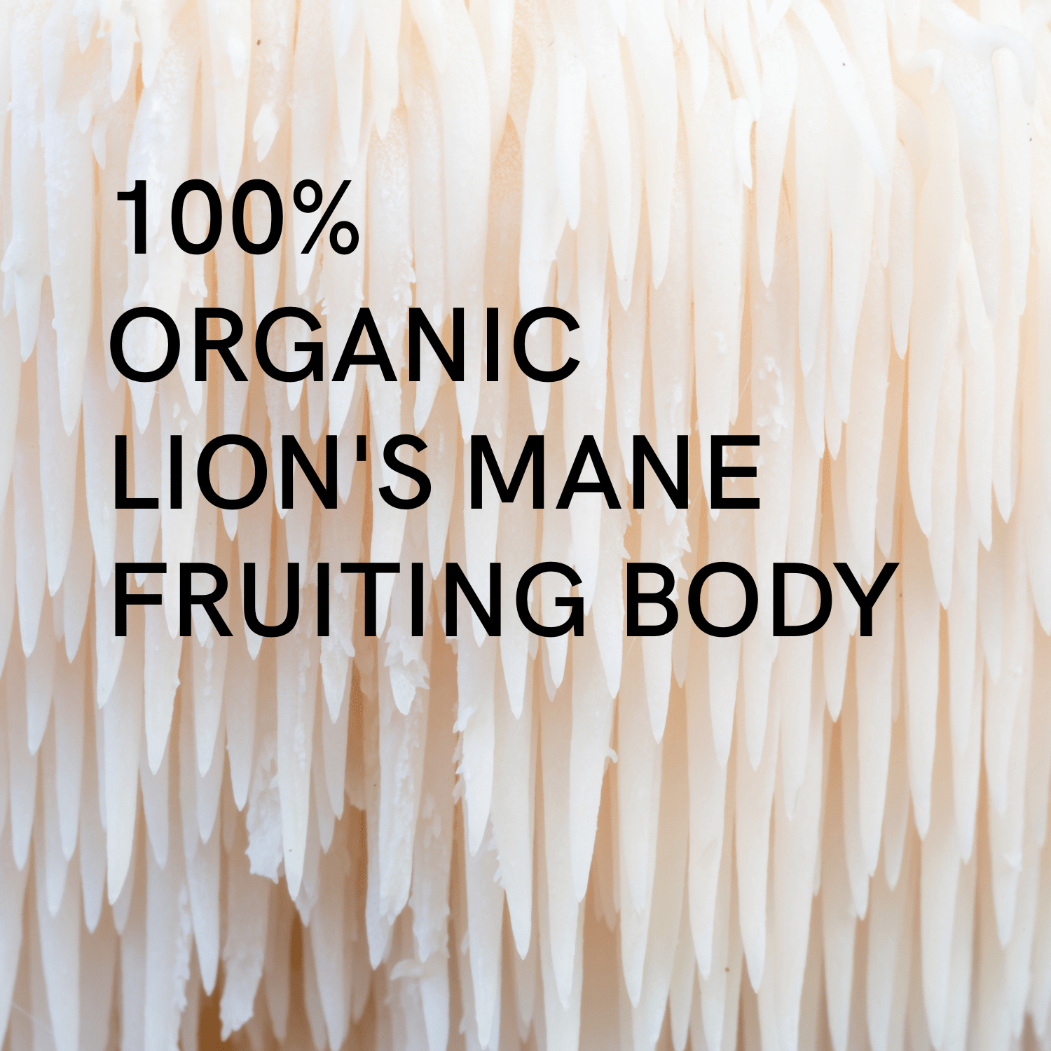 Extrait Lion’s Mane Bio