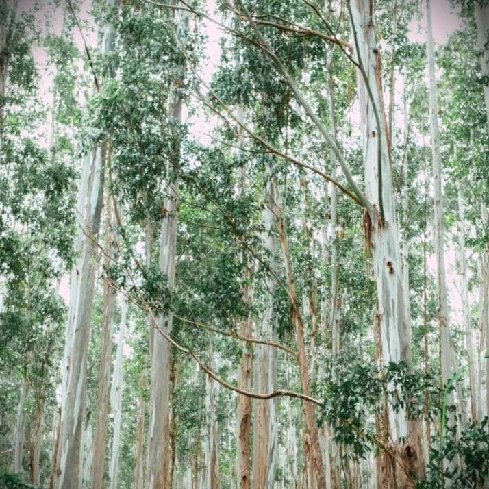 brume oreiller eucalyptus