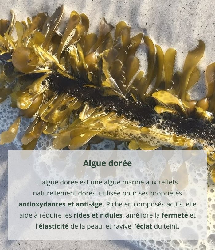 Huile sèche bonne mine à l’algue dorée