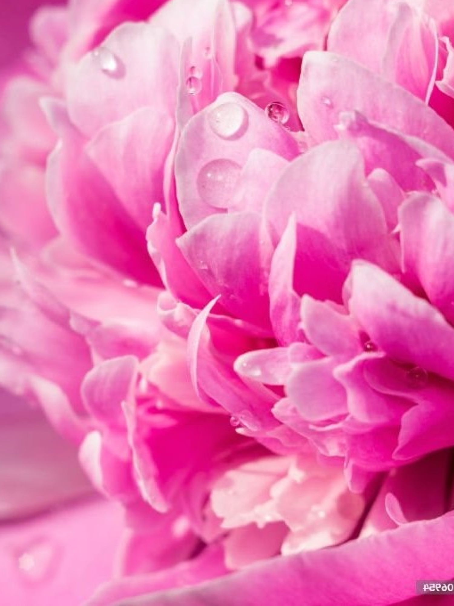 Crème Régénérante - Collection Pivoine