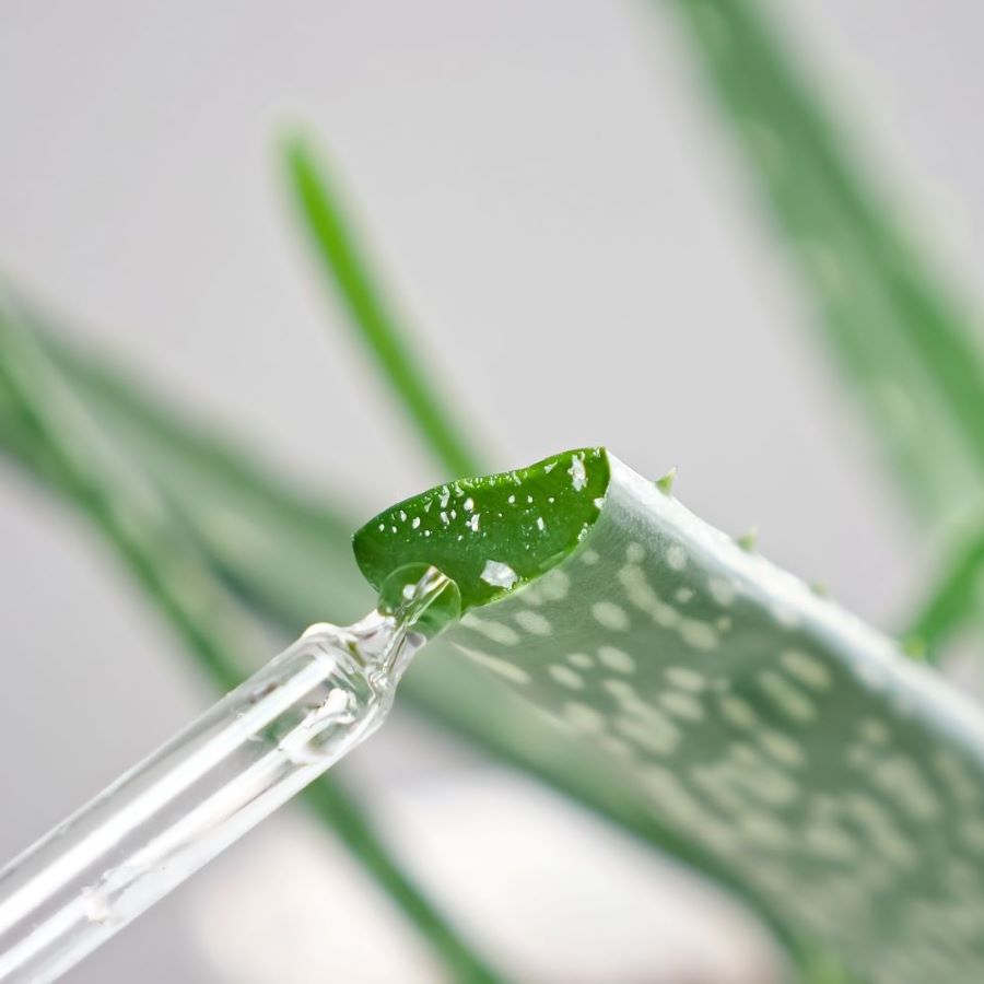 aloe vera actif cheveux