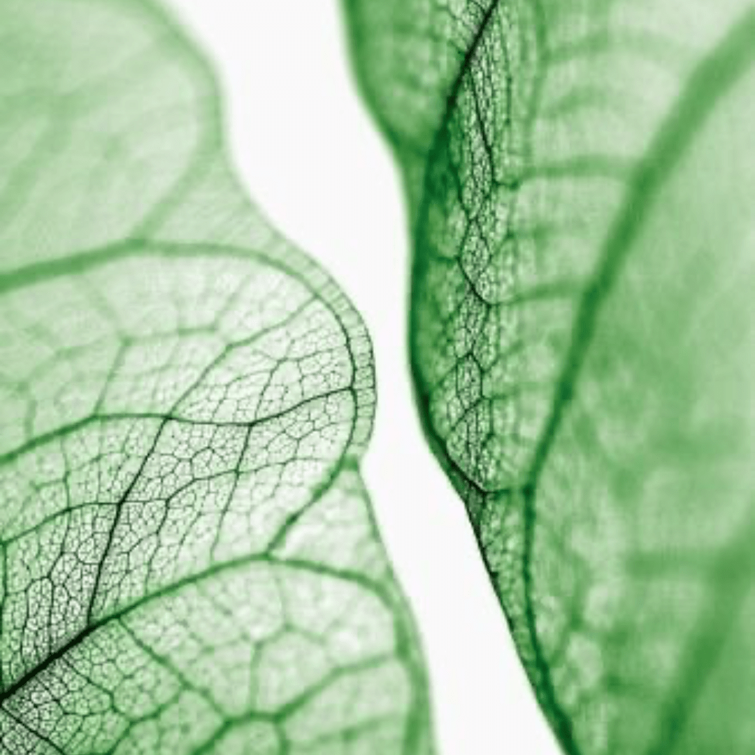 N°1 Recharge Nettoyant Visage Ultra-doux