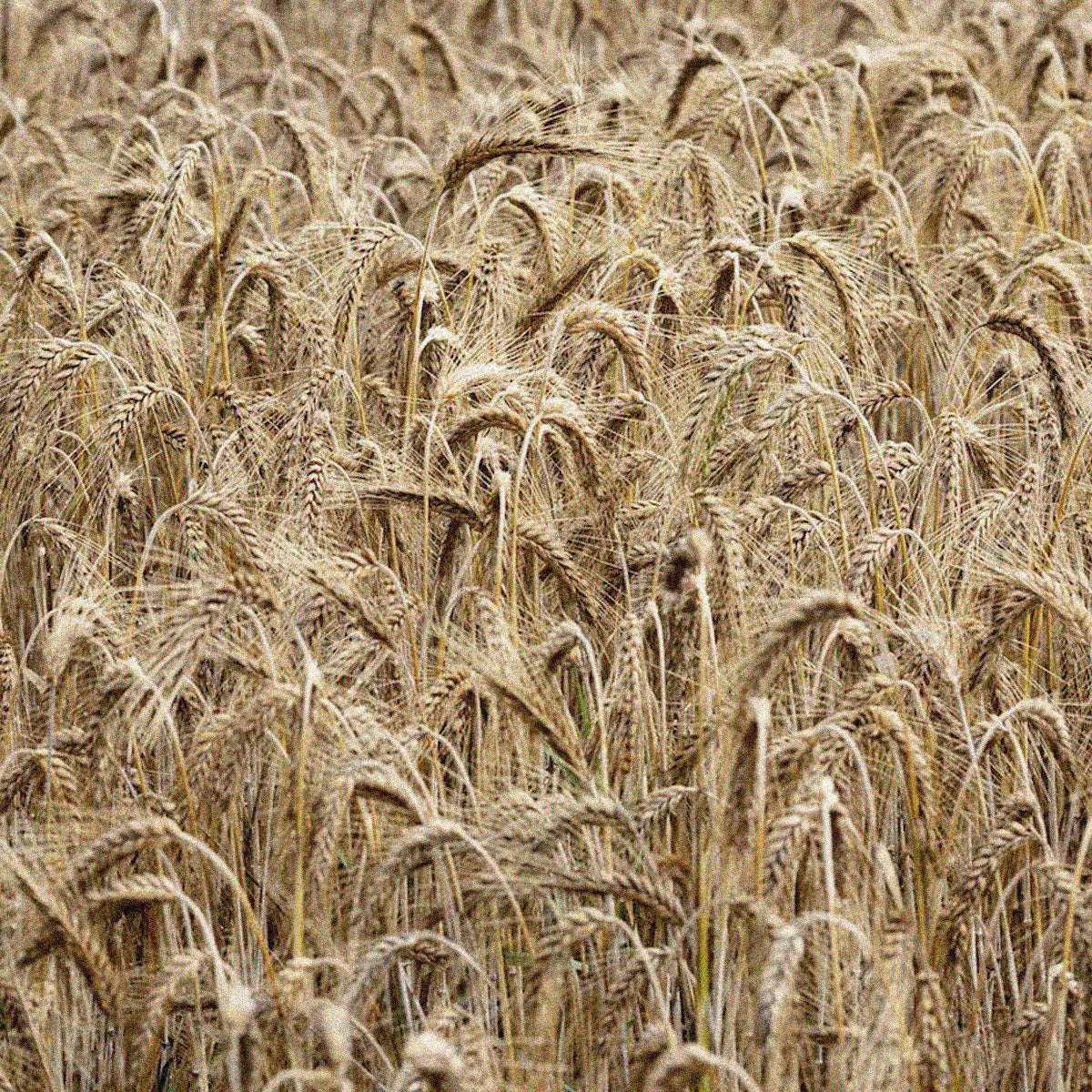 Fond de teint correcteur 200R Beige Rosé