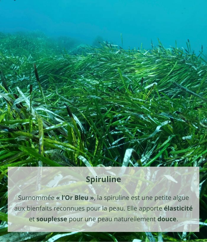 Savon surgras à la spiruline