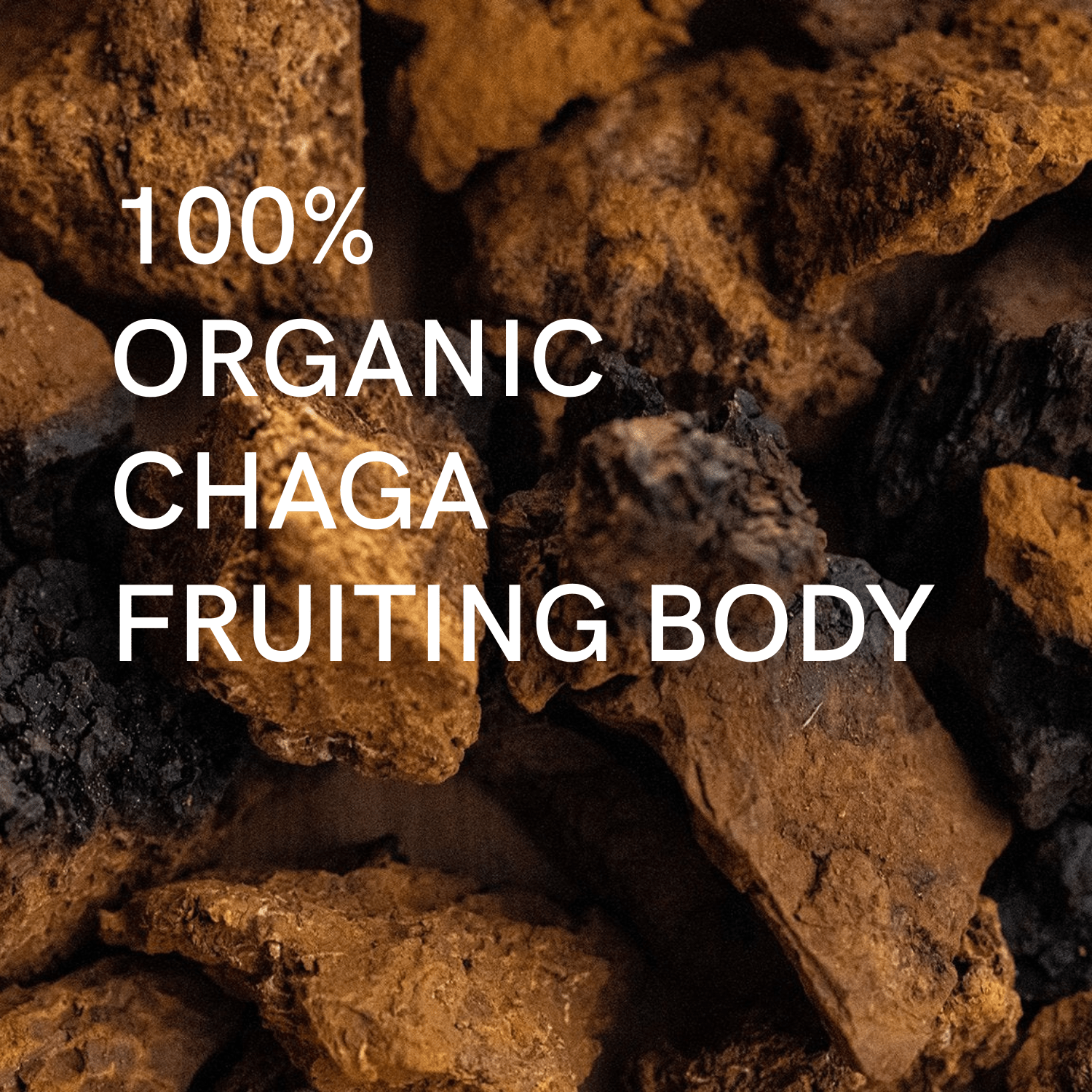 Extrait Chaga Bio