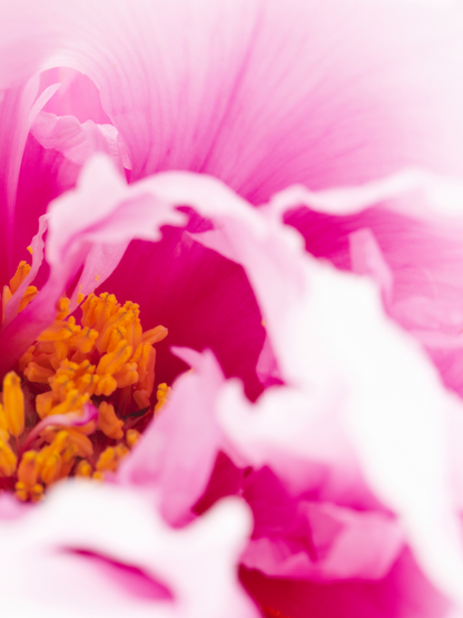 Masque Régénérant - Collection Pivoine