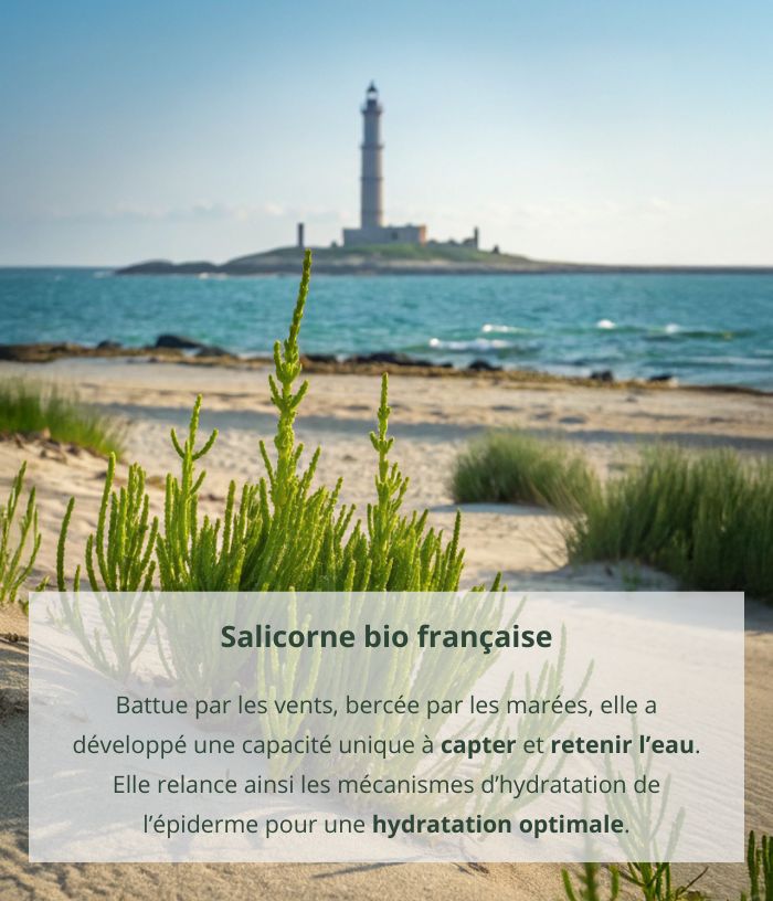 Huile sèche confort à la salicorne