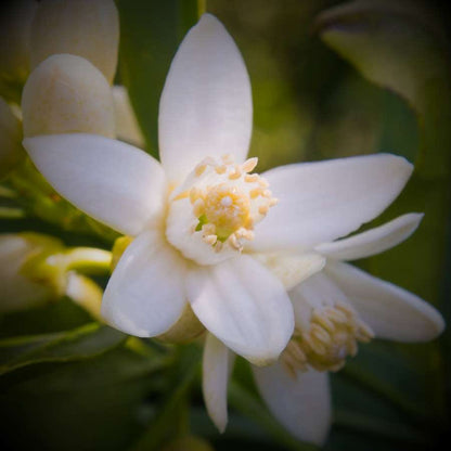 Fleur oranger brume d'oreiller