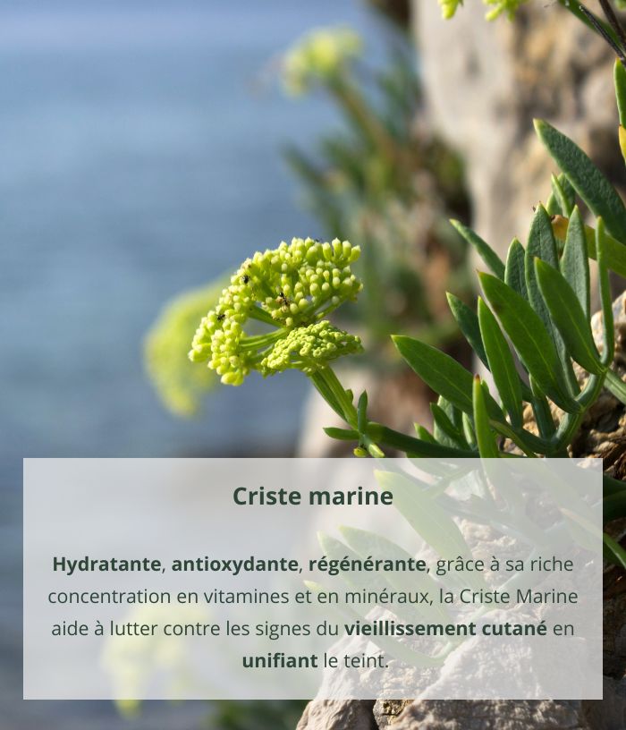 Contour des yeux à la criste marine